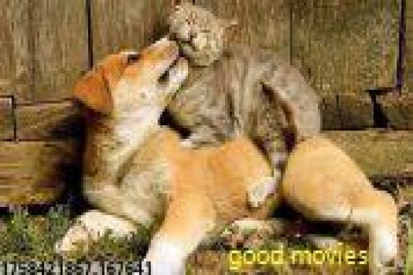 《痞子猫》影片简介详解,痞子猫街头流浪的萌宠冒险与友情陪伴的详细还原